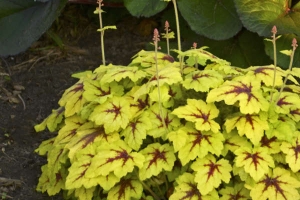 Heucherella 'Catching Fire'